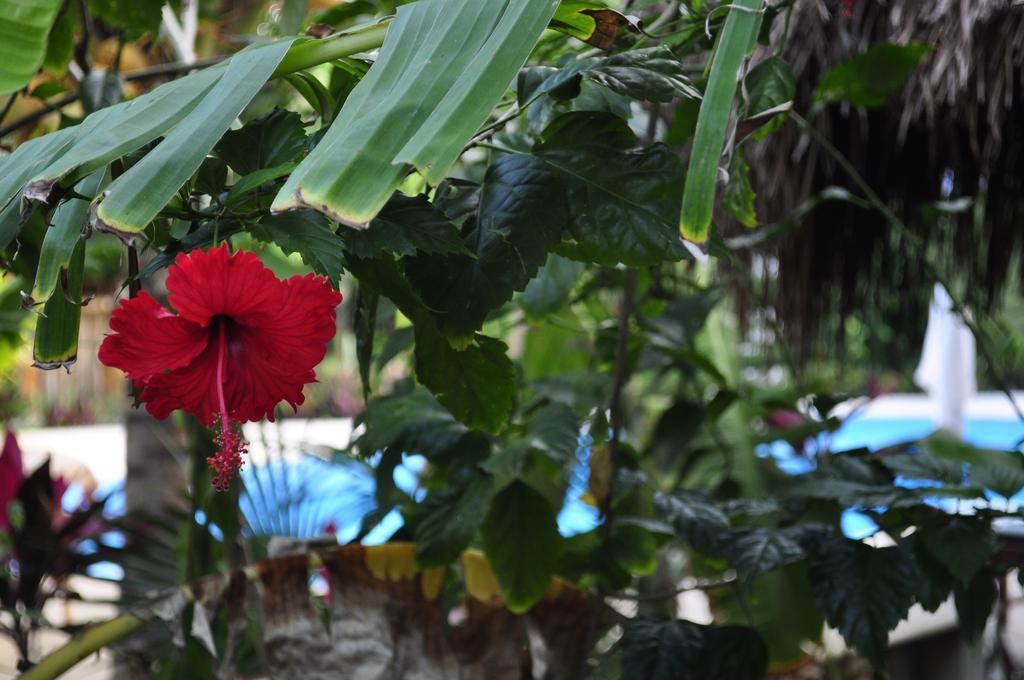 Green Tulum Cabanas & Gardens Ngoại thất bức ảnh
