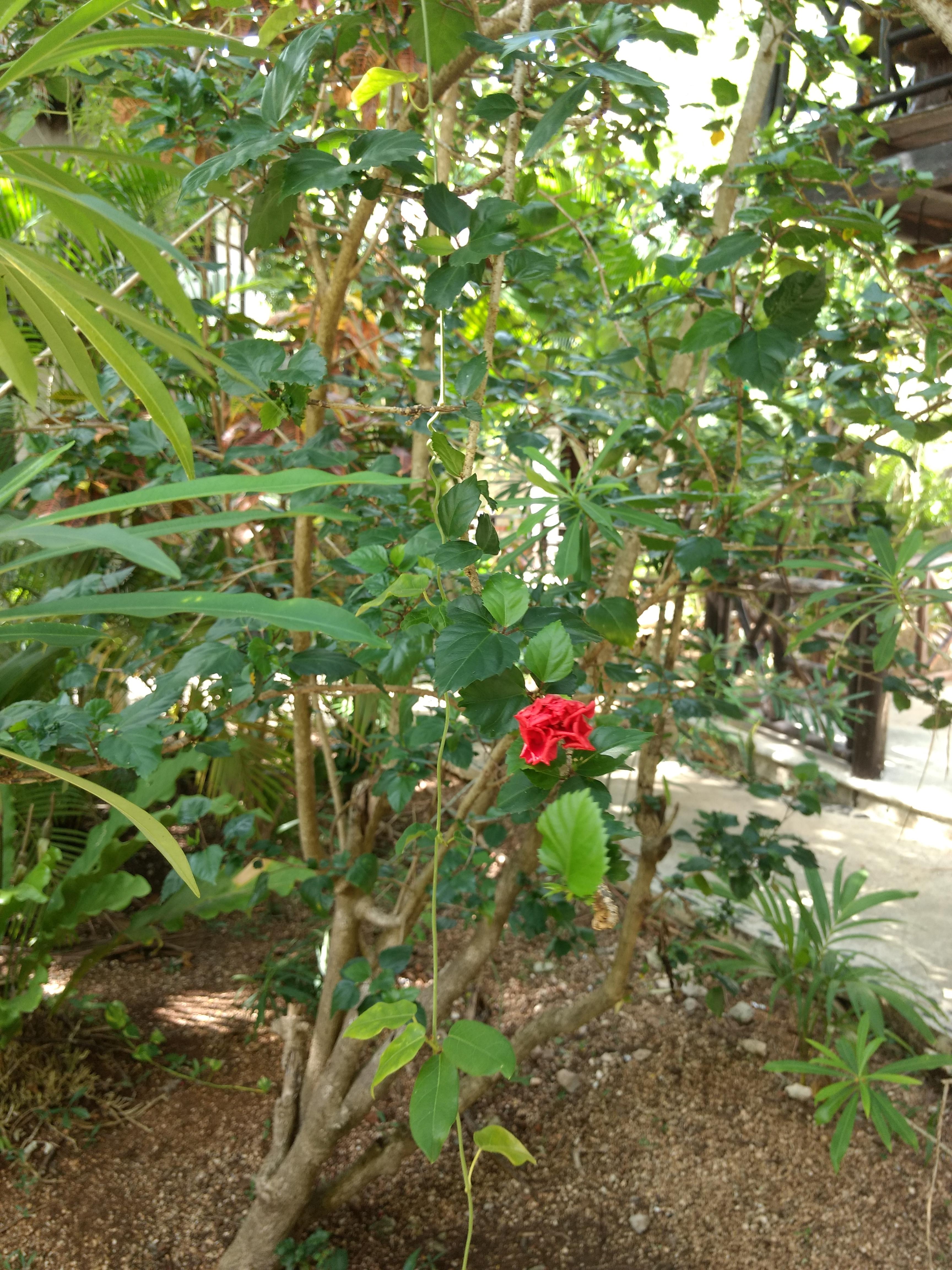Green Tulum Cabanas & Gardens Ngoại thất bức ảnh